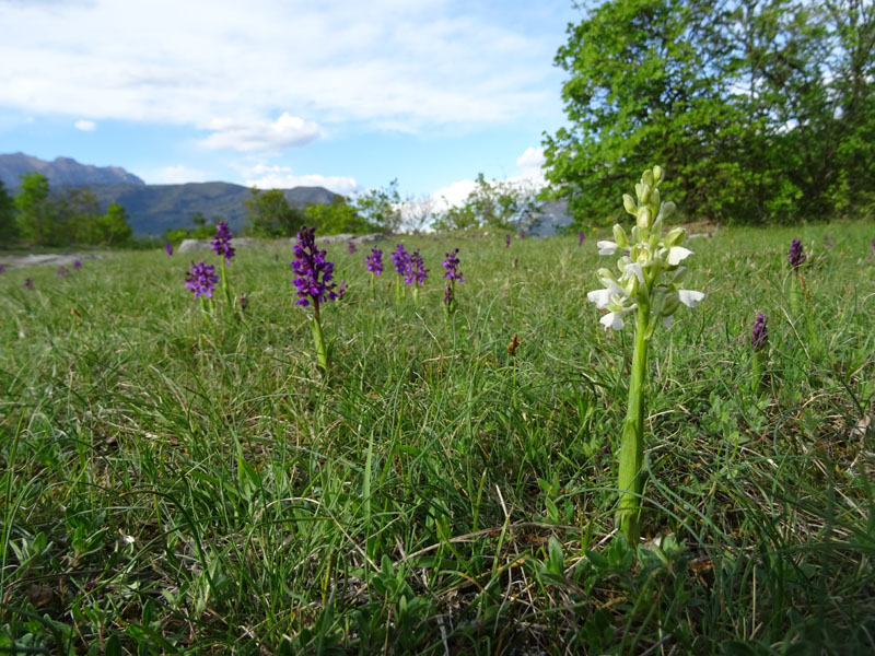 tonalit diverse di.....Anacamptis morio